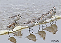 Calidris alpina